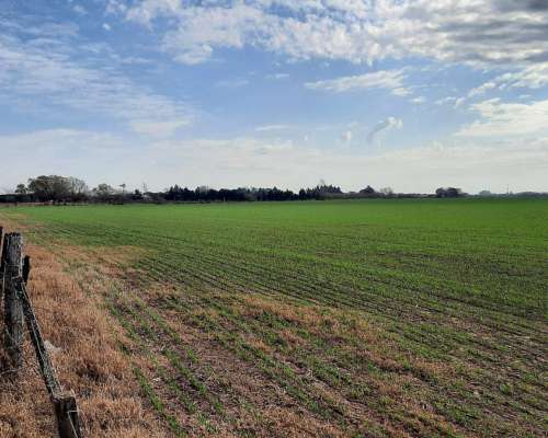 Campo Agrícola de 24,5 Hectáreas con Mejoras en San Nicolas