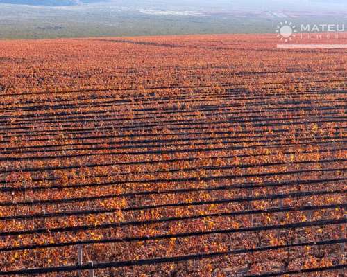 104 Has. Finca con Viñedos en el Cepillo, Mendoza
