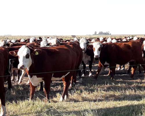 Vendo 3500 Ha Ganaderas Laboulaye