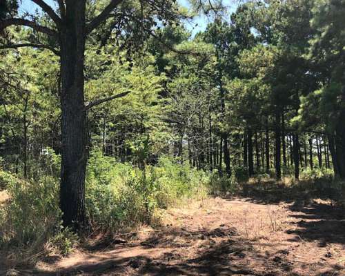 Pinar de Andino 21 Ha - 50 % Agrícola 50 % Bosque de Pinos