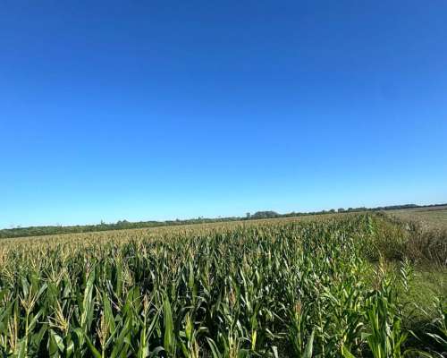 120 Hectáreas Agrícolas Baradero