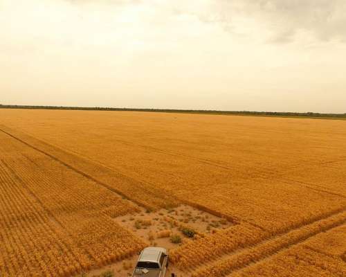 Charata Chaco Campo Agrícola