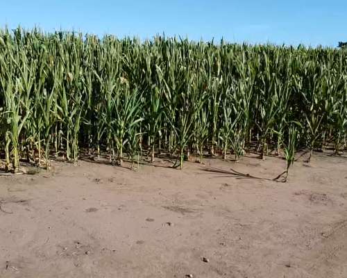 400 Has Agricolas en Quimili