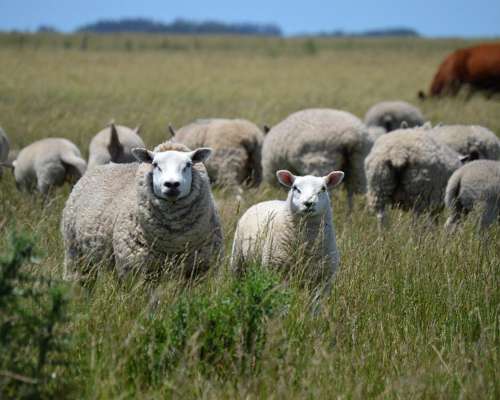 Vendo Ovejas Texel con Servicio
