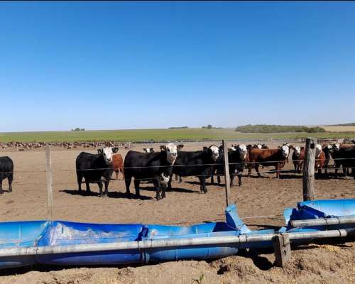 Inmobiliaria Pousa Vende 4500 Has Mixtas (zona Río Cuarto)