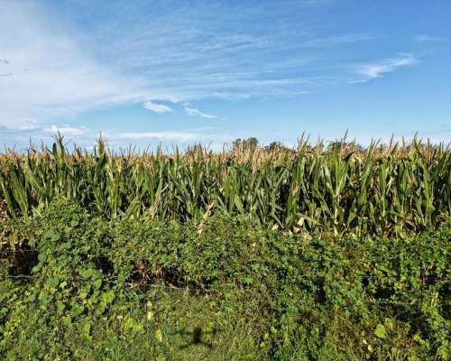 21 Has Agrícolas en San Genaro. Sobre Asfalto.