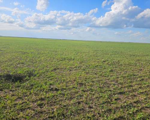 Campo Ganadero Sobre Ruta Pila 260 Ha