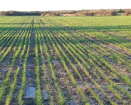 Campo Agricola 40 Hectáreas San Salvador Entre Rios