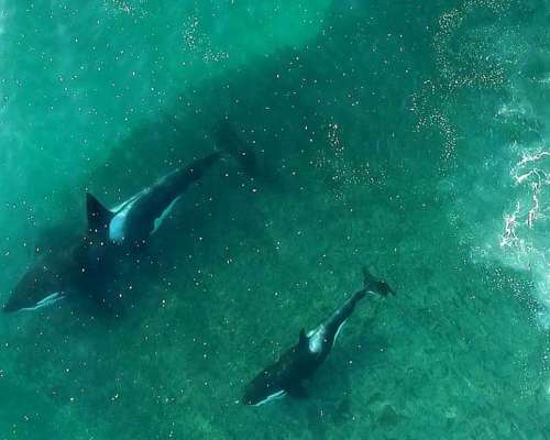 Campo en Peninsula Valdes Chubut 10.000 Ha Costa al MAR