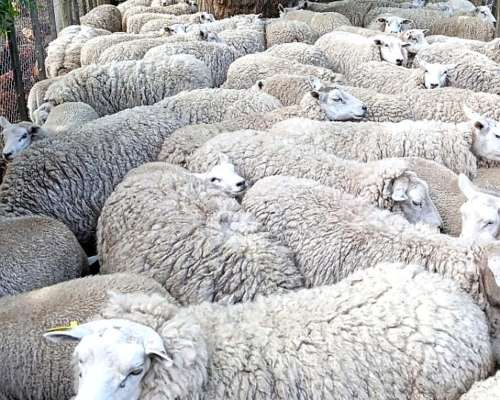Ovejas Texel MÁS 1 Carnero