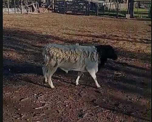 Vendo Carneros Dorper Nuevos