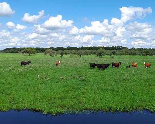 Alejandra - 1200 Has Estancia Ganadera - Altas-ruta 1