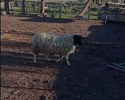Vendo Carneros Dorper Nuevos