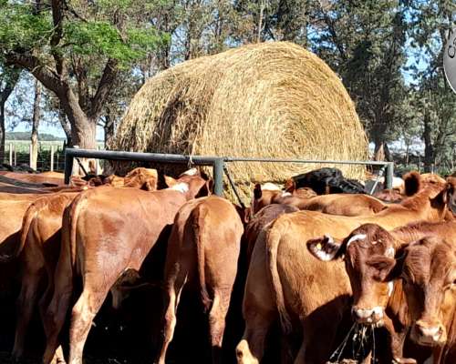 Pasteras Porta Rollos Moviles