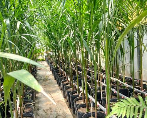 +7.000 Pindó Grandes Disponibles – Venta en Campo – Producto