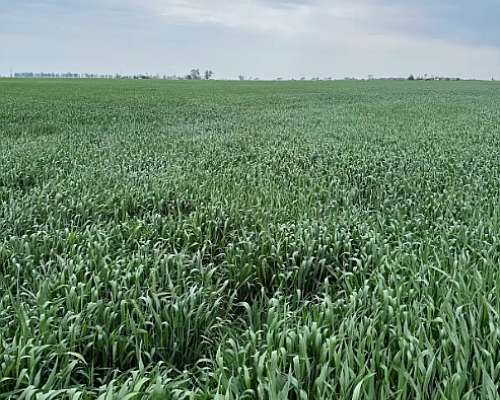 🌾 Campo en Venta – 32 Hectáreas Videla, San Justo, Santa