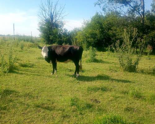 Vendo 2 Vacas Buenas Preñadas