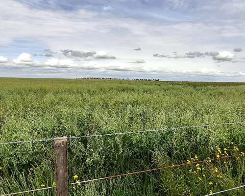 Venta Campo 665 Has Tornquist