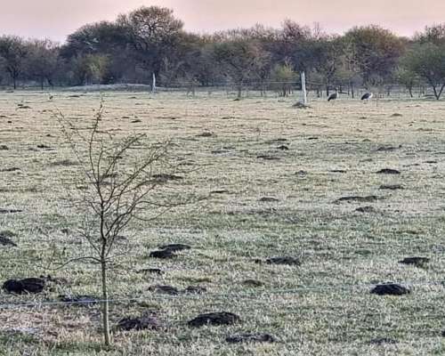 Mil Has. Ganadero Sobre Asfalto
