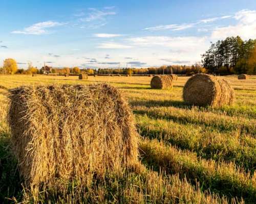 Rollos y Fardos Alfalfa 1 Calidad