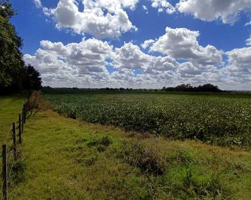 San Andrés de Giles 50 Has. con Casco