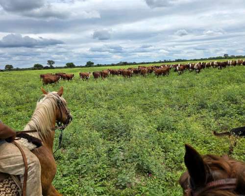 Brea Pozo, 613 Has Mixto