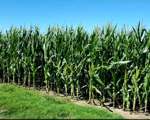 Busco Campo para Arrendar. Depto Union o Marcos Juarez