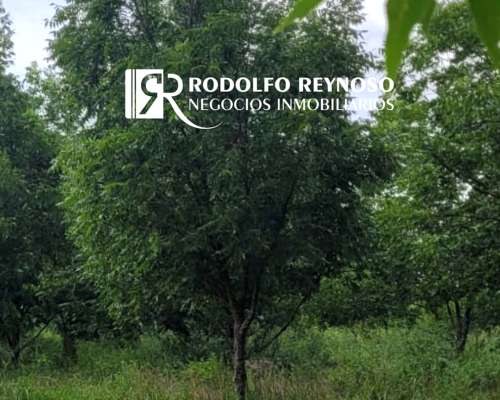 Campo de 4 Hectáreas - Nuez Pecan/apicultura/agrícola
