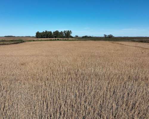 Pehuajó, Buenos Aires - 2.422 Ha