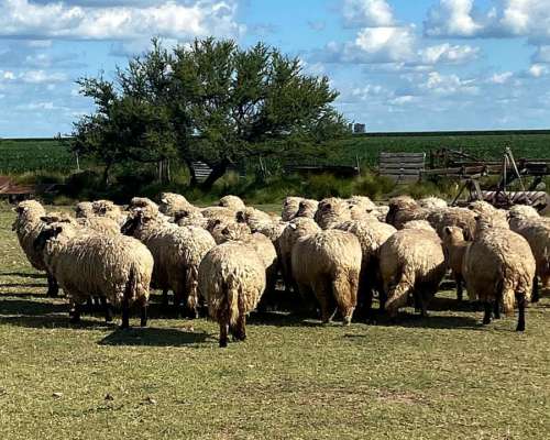 Vendo Ovejas Madres Preñadas