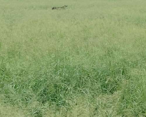 Venta. 350 Has Agrícolas en Vilelas.