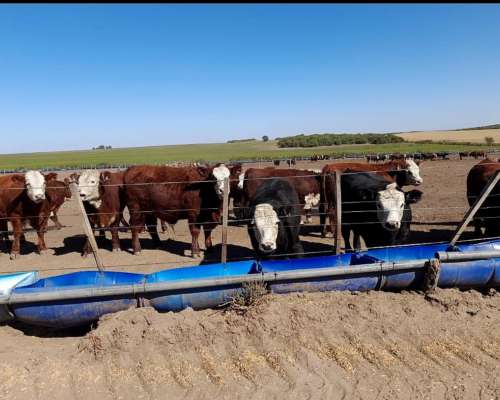 Inmobiliaria Pousa Vende 4500 Has Mixtas (zona Río Cuarto)