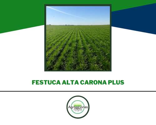 Semilla de Festuca Alta Carona Plus