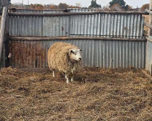 Vendo Piño de 60 Ovejas Preñadas y 1 Carnero Texel Puro
