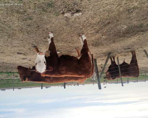 Toro Angus Colorado Vendo o Permuto