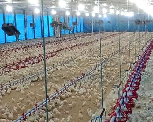 Granja Avícola. 92.000 Pollos Entre Rios