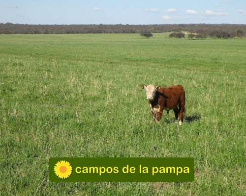 La Pampa - Venta Campo 600 Ha Caldenal y Cultivo