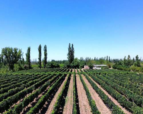Finca en Venta en Producción Lavalle