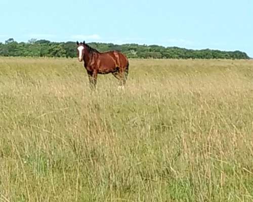 Impresionante Campo Mixto. Ituzaingo. Ctes