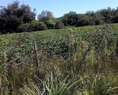 650 Hectareas Mixtas E. Rios