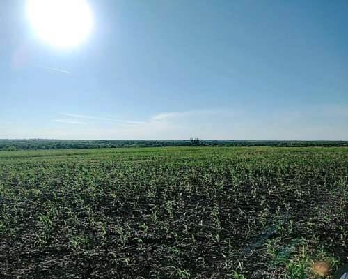 Se Busca Campos para Arrendamientos en Entre Ríos. 500 hectáreas. - Agroads