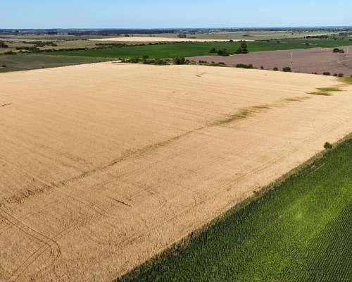 Campo Agrícola Apto Granja