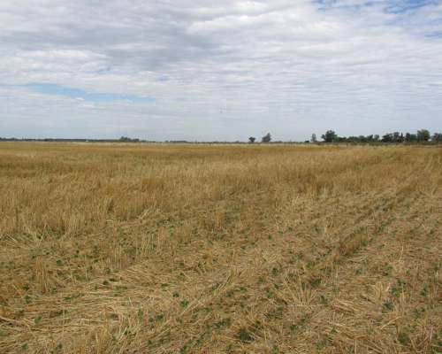 1.524 Has. en Venta - Bolívar - Buenos Aires.