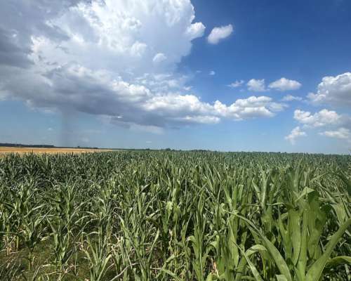 Campo de 180 Hectáreas Agrícolas