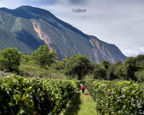 Coronel Moldes, la Viña, Salta - 24.137 Ha