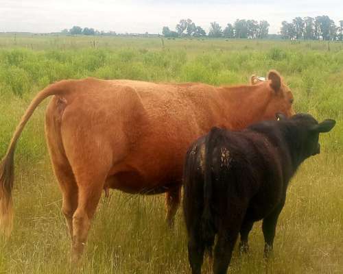 Vendo 10 Vacas Paridas