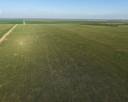 Tobas, Juan Felipe Ibarra, Santiago del Estero - 3.580 Ha