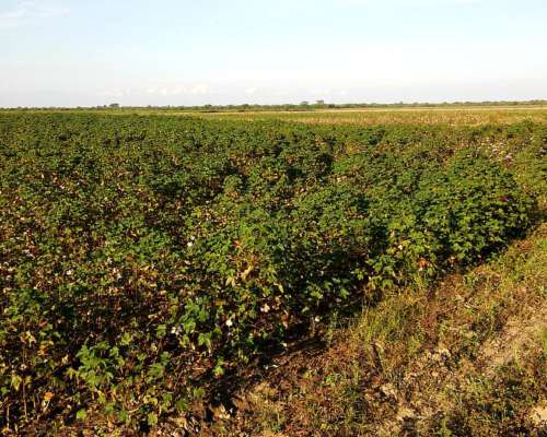 Campo de 250 Has con Riego - Bajó el Precio a U$S 2900