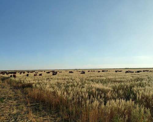 Campo Campo Ganadero en Producción. Apto para Agricultura.