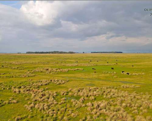 Campo Venta Rauch 1277 Ha Ganaderas